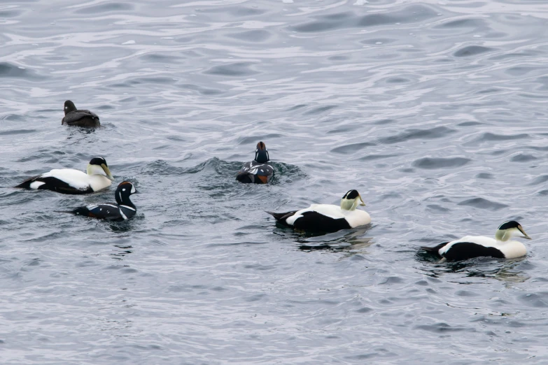 many ducks swimming on top of a lake