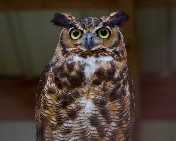 a bird with large yellow eyes sitting next to a window