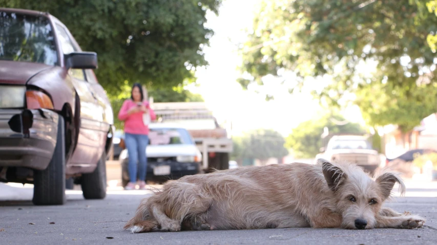 dog lying down on the ground by a man taking a pograph