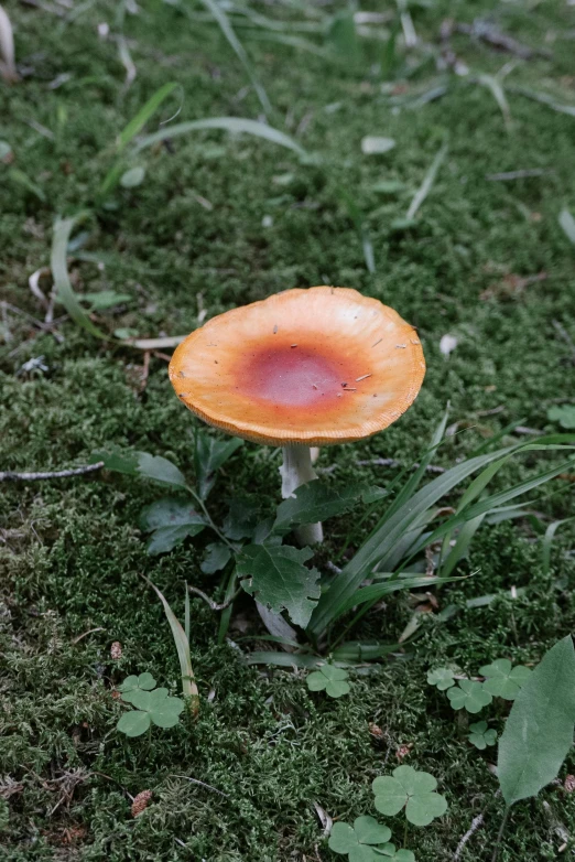 a toad - like mushroom with red skin sits on a field