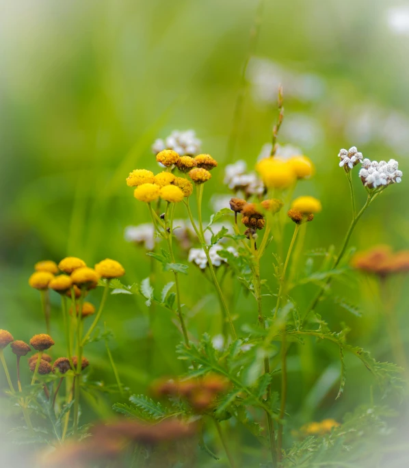 yellow and white flowers sit on the green ground