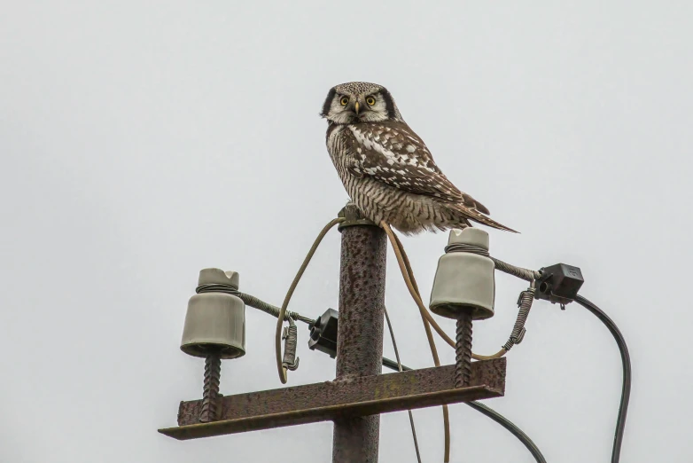 an owl sits atop top of an electrical pole