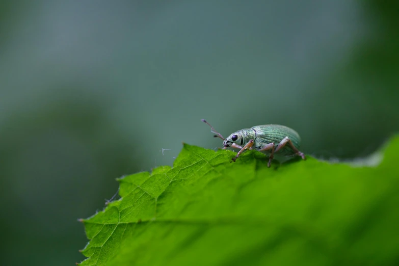 a small green insect on top of a leaf