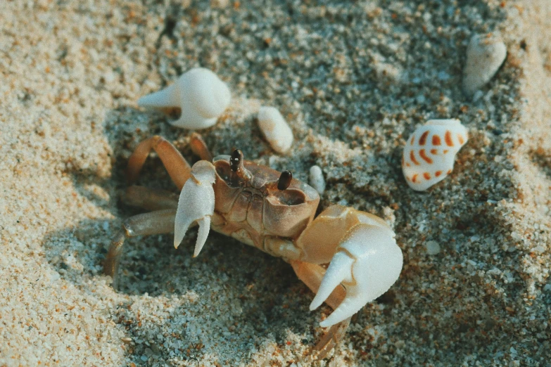 small crab digging in the sand on the beach