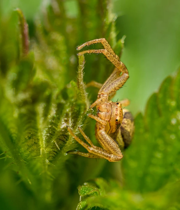 a close up view of a spider on green leafy leaves