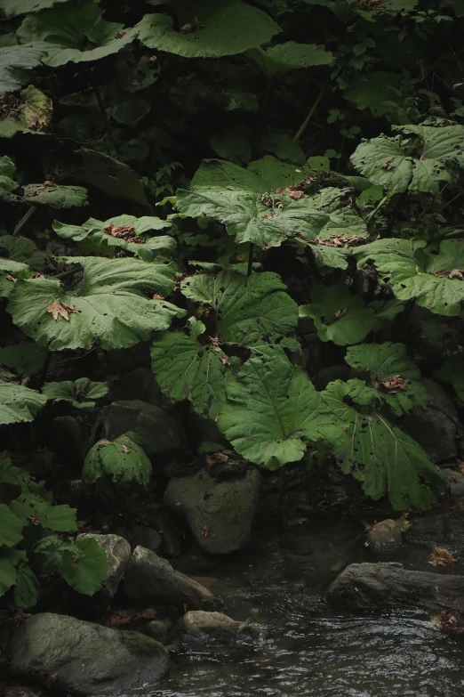 a tree trunk in the midst of leaves and water