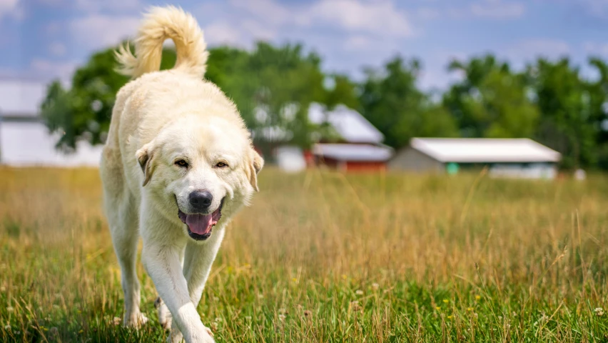 a white dog with long hair runs through the field