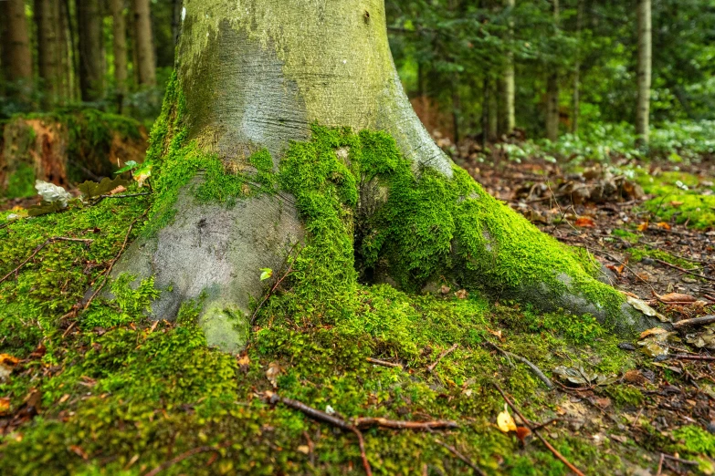 the trunk of a large, thick green tree