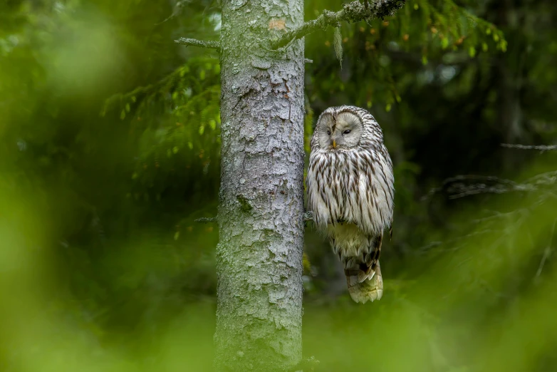 a very cute owl sitting on top of a tree