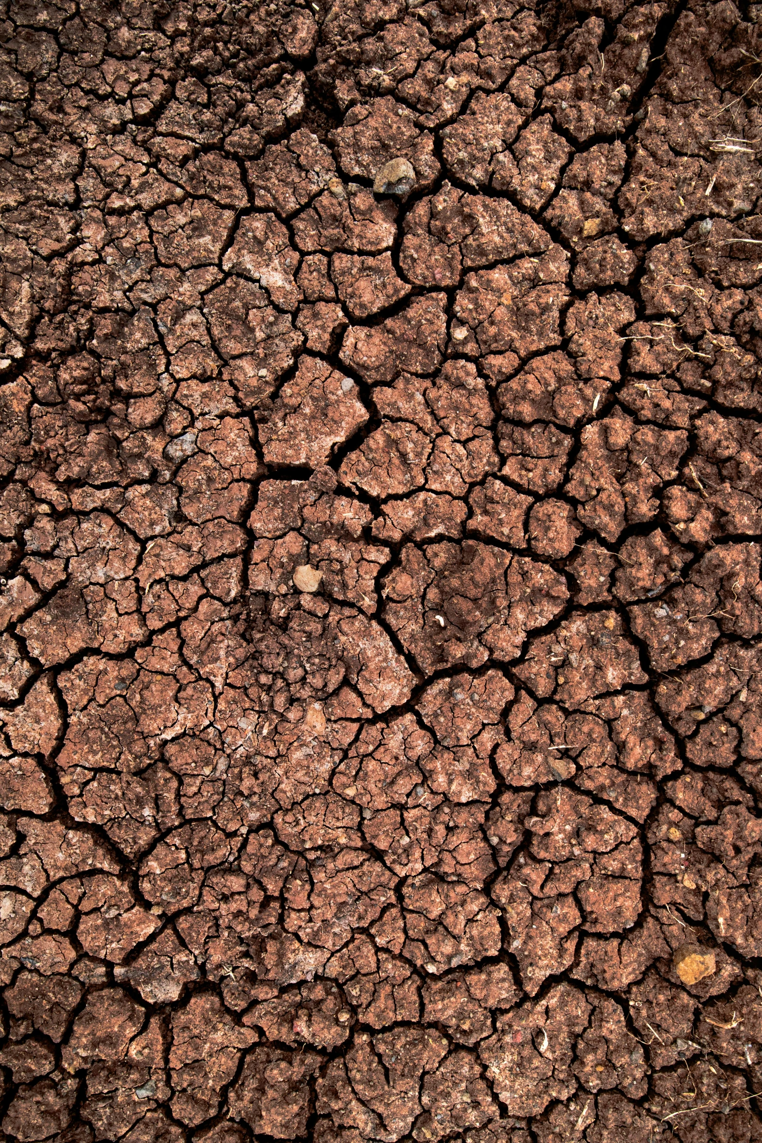 a closeup image of mud covered ground