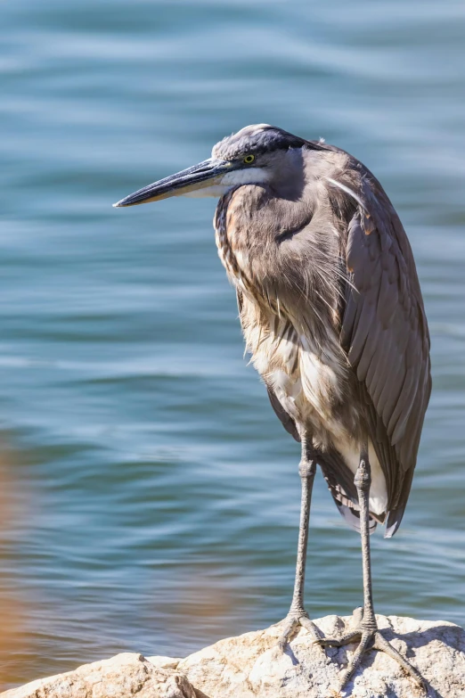 a bird with a long beak on a rock by the water