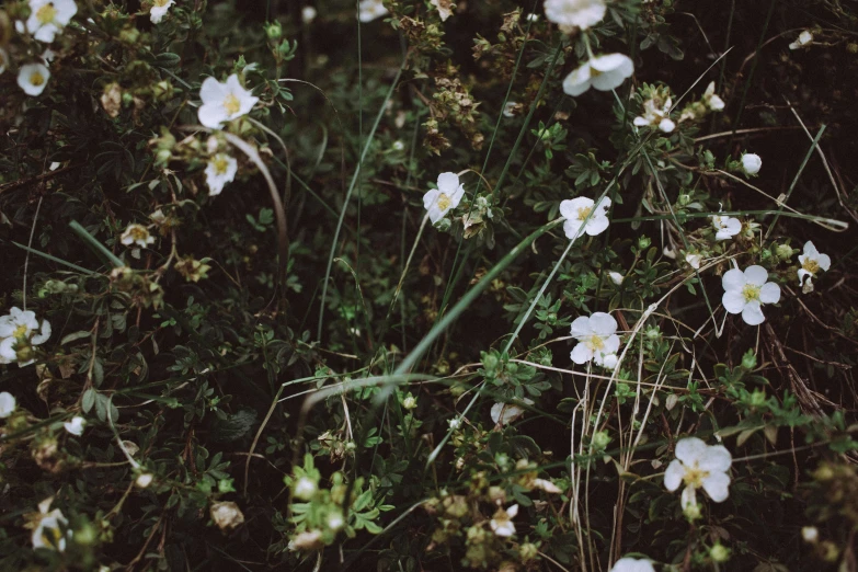 white flowers with green stems and white petals