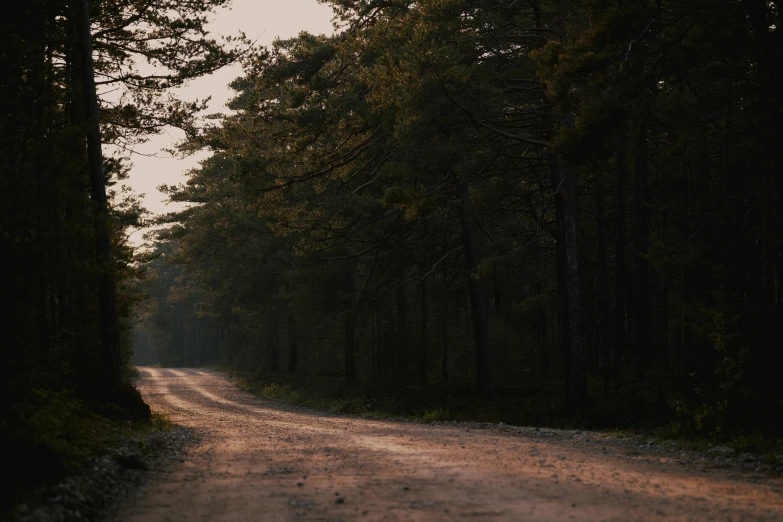 dirt road in forest during daytime with trees lining the sides