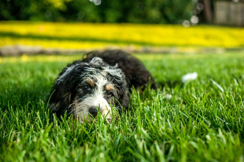 the black and white dog lays on the green grass