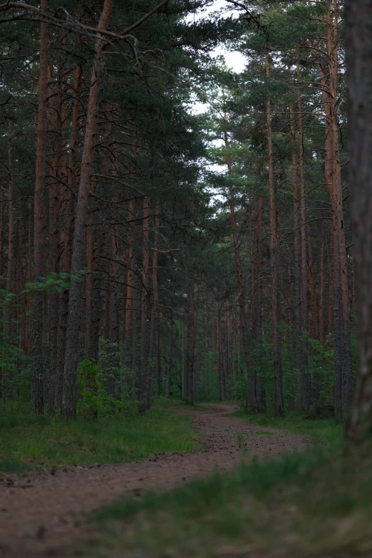 a path leading through the woods between tall trees