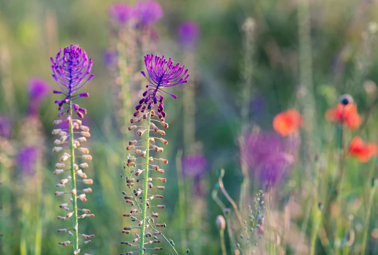 wildflowers with flowers in the background