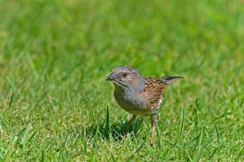 a small bird standing on top of a lush green field