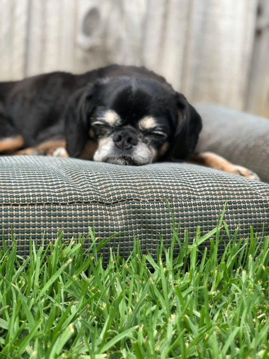 a small dog laying on top of a green cushion
