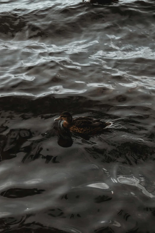 two ducks swimming next to each other in the water