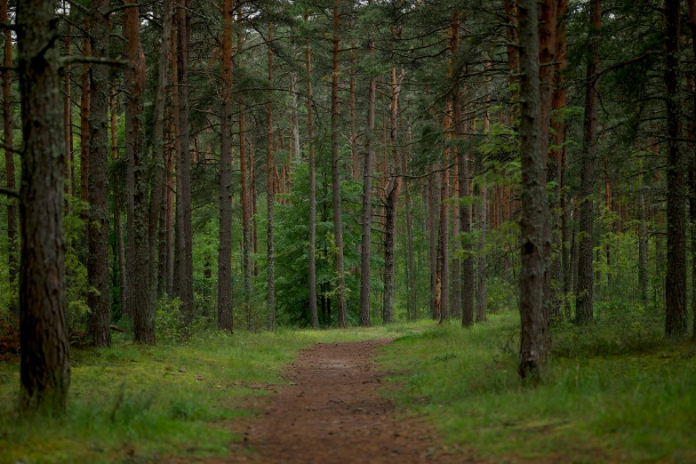 a dirt road that is in the middle of a forest