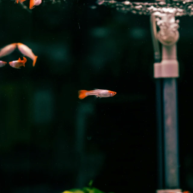 goldfish swimming around the top of a tank