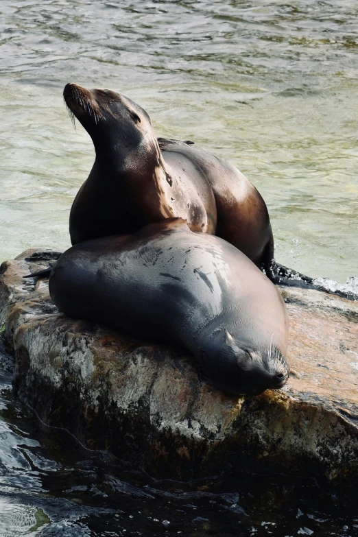 there is a pair of sea lions resting on a rock