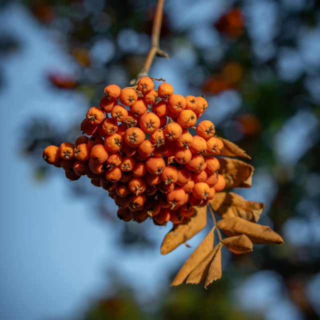 berries growing from the nch of a tree