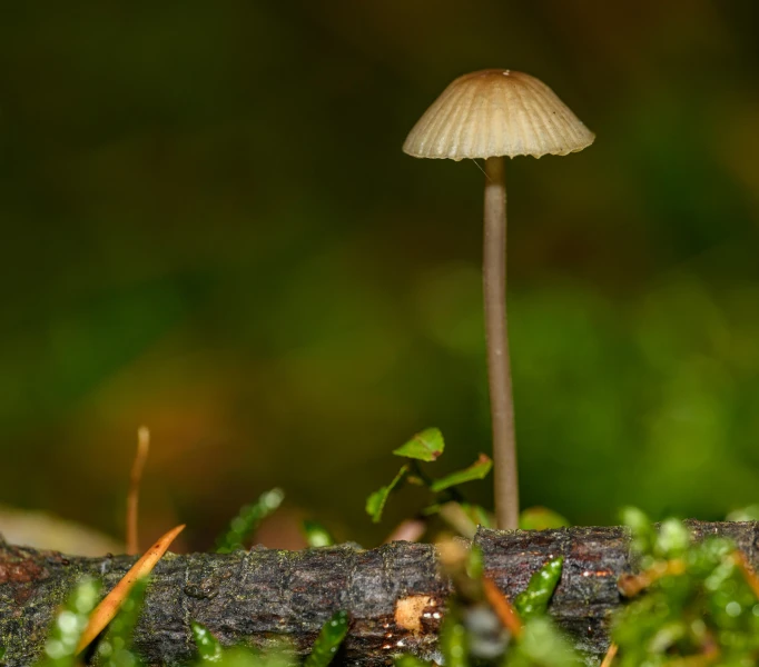 small mushroom in moss in a forest setting