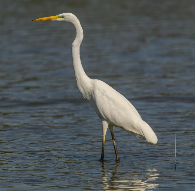 a white bird standing in the middle of water