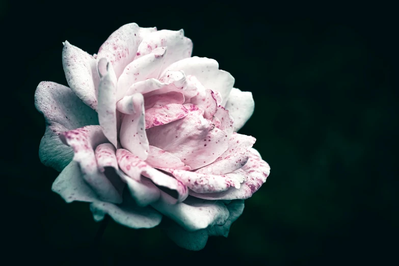 a pink rose that has some water droplets on it