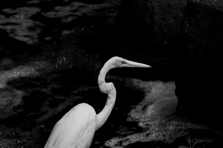 white heron in water with dark background