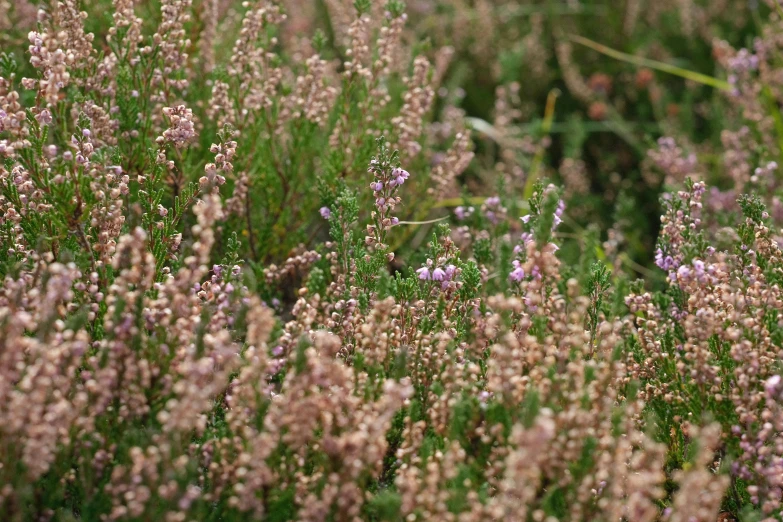 some pink and purple plants in some sand