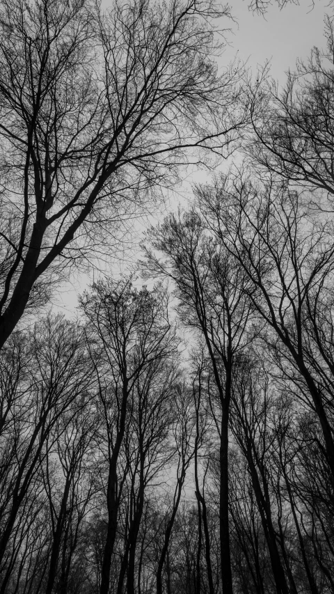 a dark sky with several bare treetops