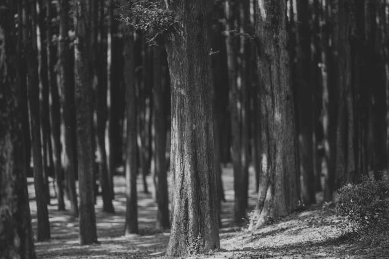 a couple of trees standing next to each other