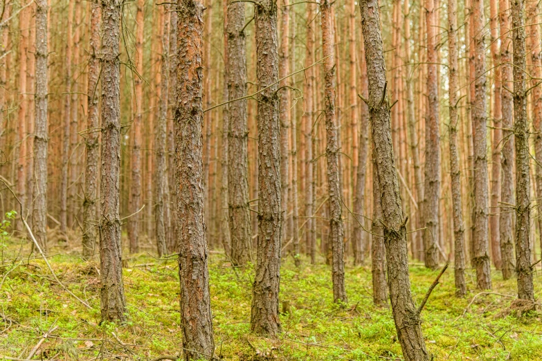 trees covered in moss and ferns in the woods