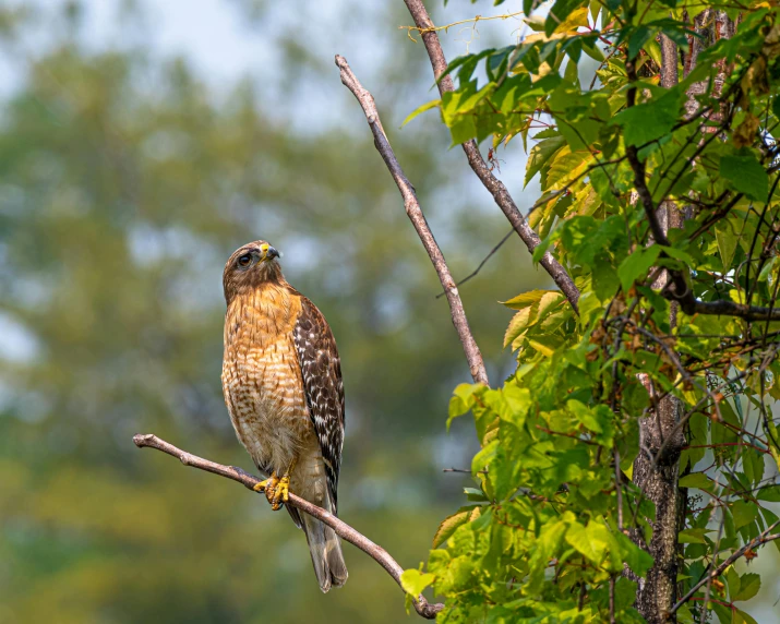 the bird is sitting on a tree nch