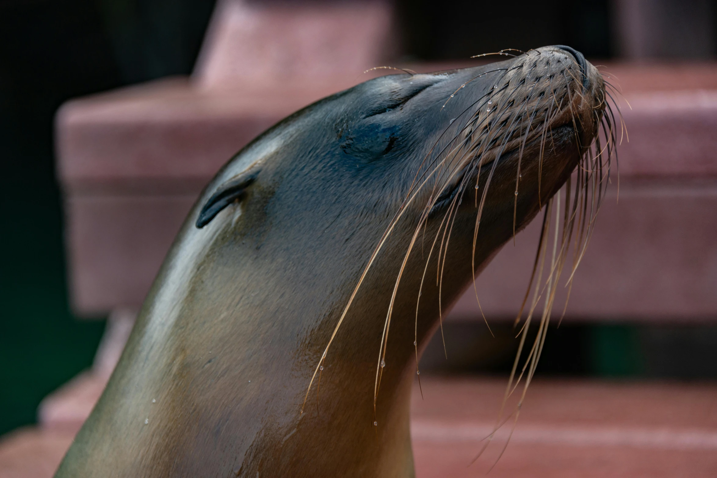 a brown sea lion laying on top of a wooden floor