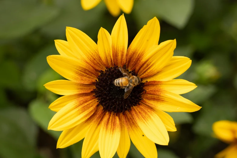 a yellow sunflower with a bee inside