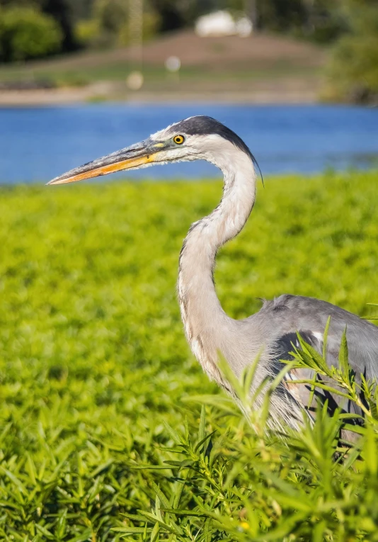 there is a bird that is standing in the grass