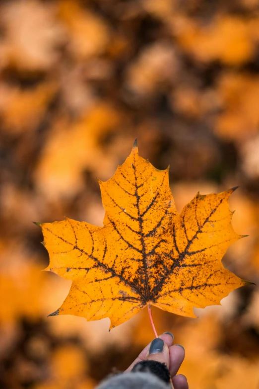 someone holding a yellow leaf in front of leaves