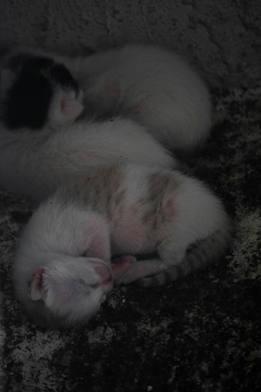 two newborn cats cuddled up together on a dirty floor