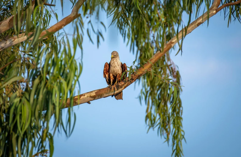 a brown and white bird sitting on top of a tree nch