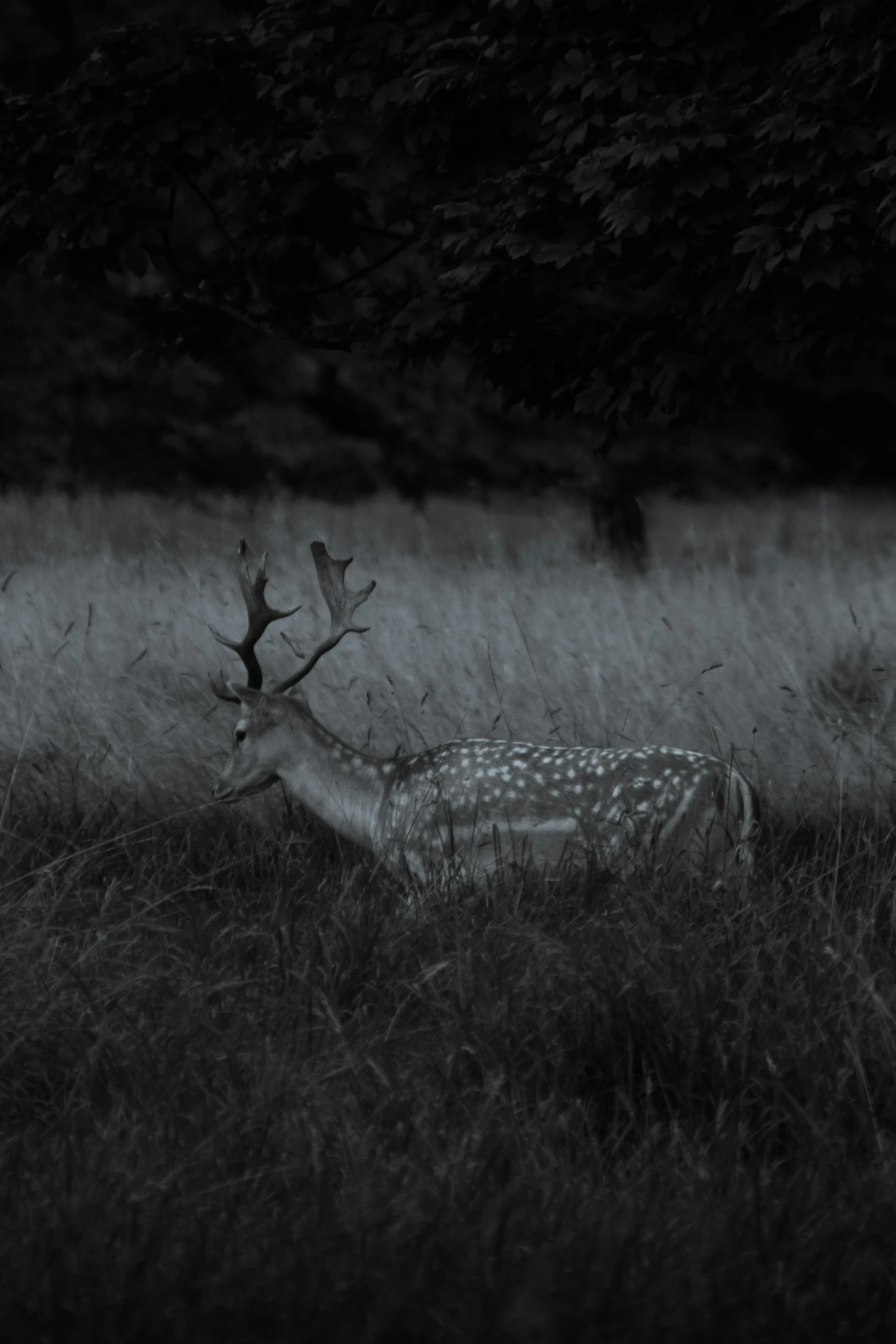 a black and white po of a deer in a grassy area