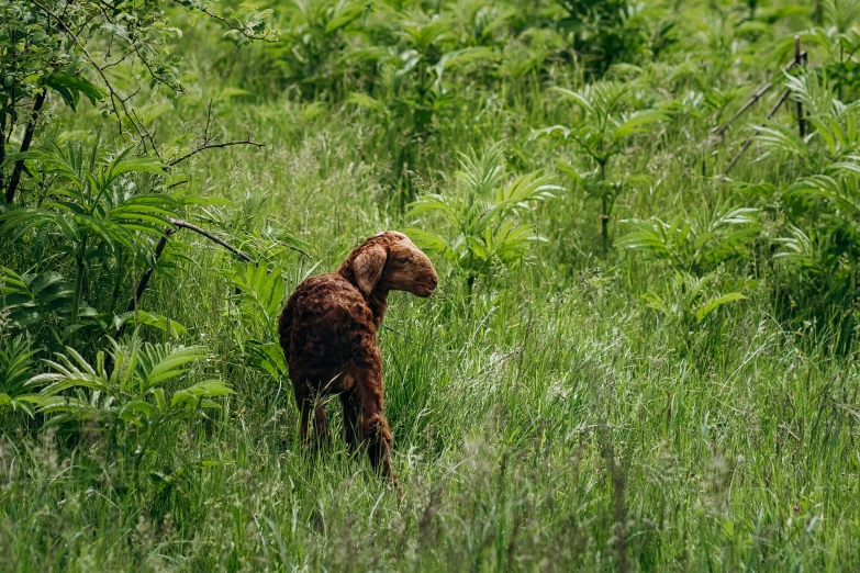 a dog standing in the grass and looking at soing