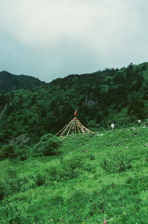 some animals in a field near a hill