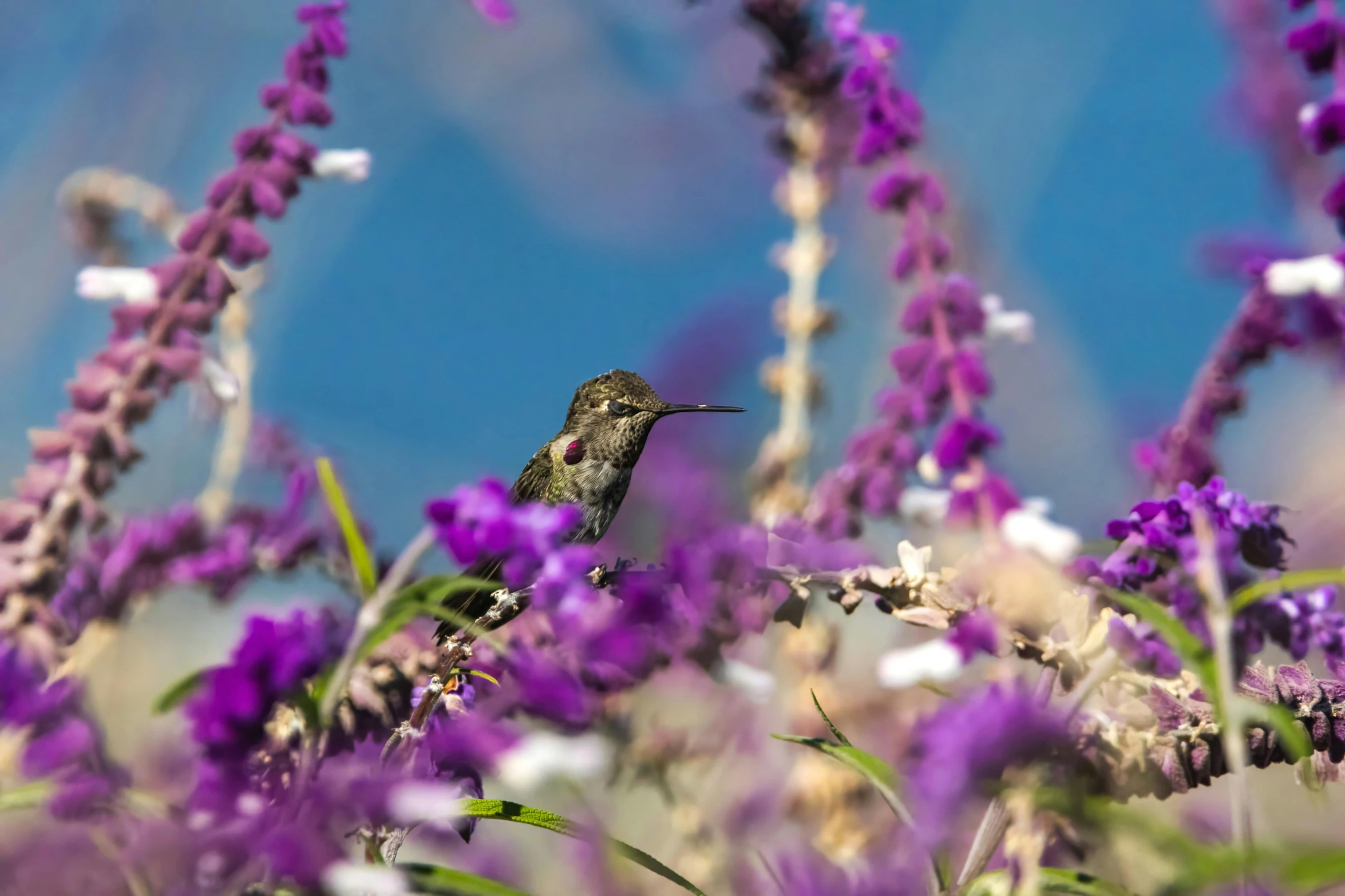 a hummingbird sitting in the middle of some purple flowers