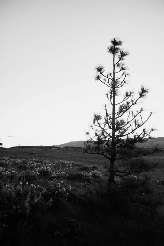 the lone pine stands out in the distance