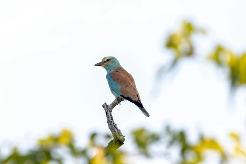 a colorful bird perches on a nch in front of the sky