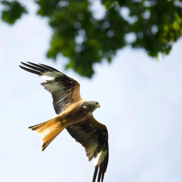 an hawk flying in the sky above a tree