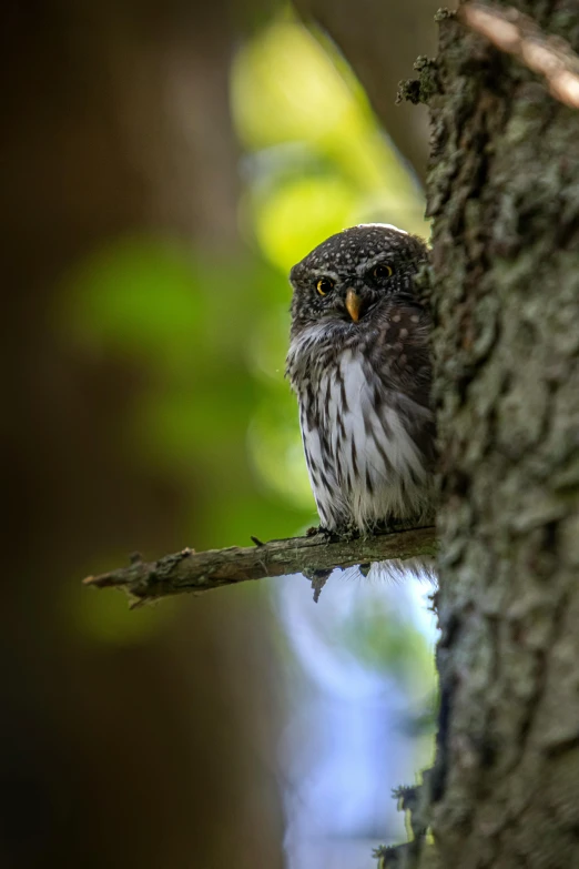 the small bird sits on top of a tree